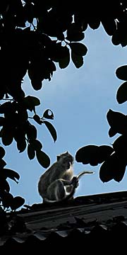 'A Macaque in Pangandaran Nature Park' by Asienreisender